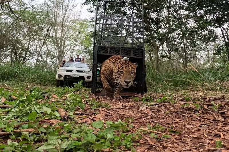 Onça encontrada embaixo de varal de roupas no Paraná é devolvida à natureza;