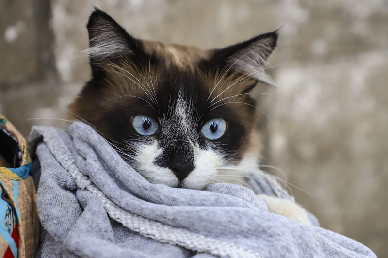 Setembro terá 12 mil vagas gratuitas para vacinação de cães e gatos em Curitiba